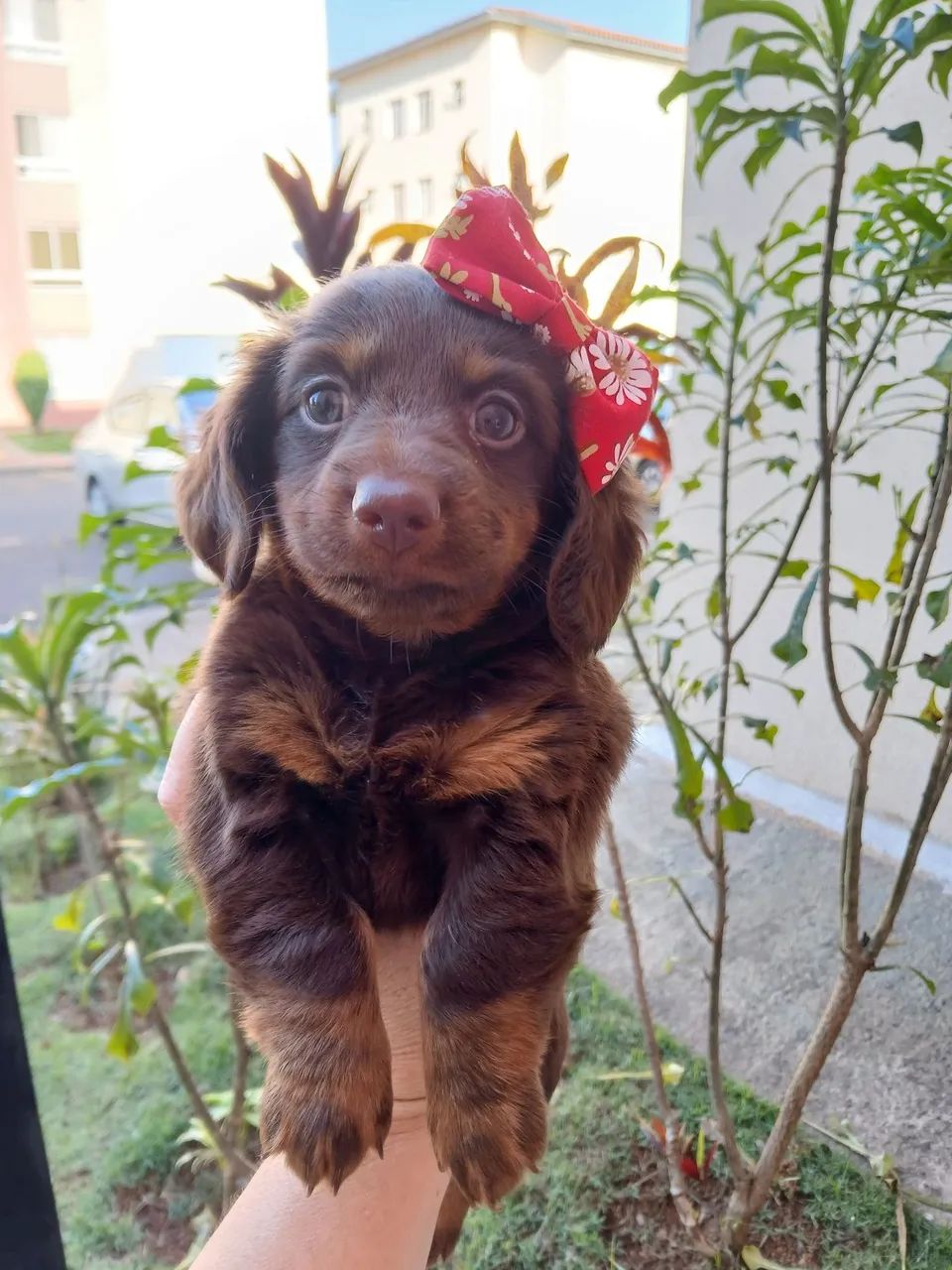 Dachshund  Fêmea  - Foto 4