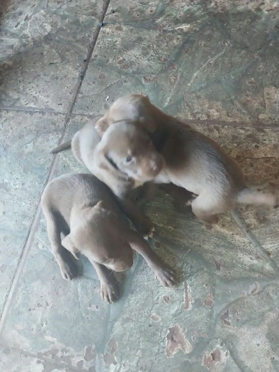 Doação cachorro  - Foto 2
