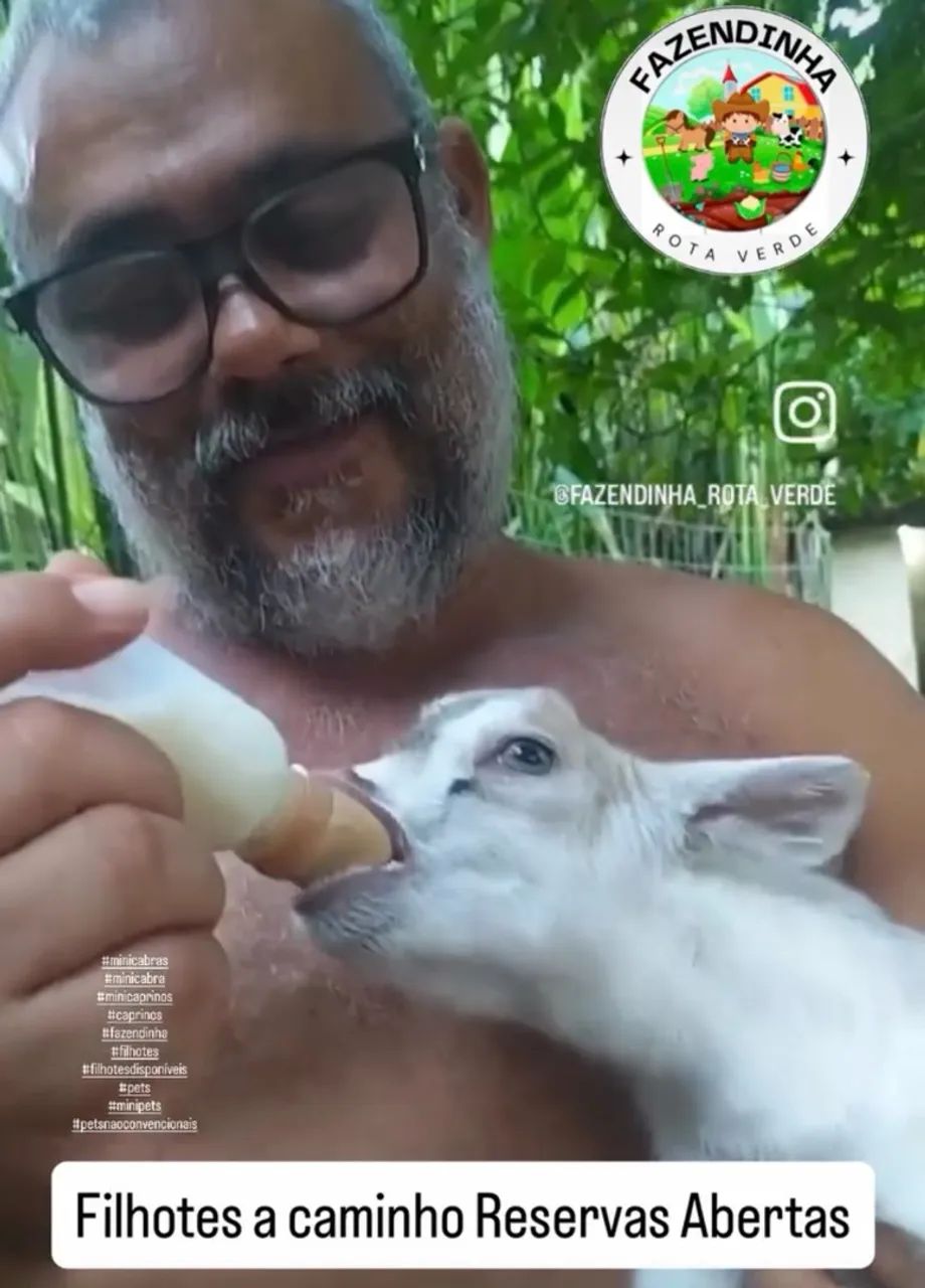 Mini cabras - Foto 2