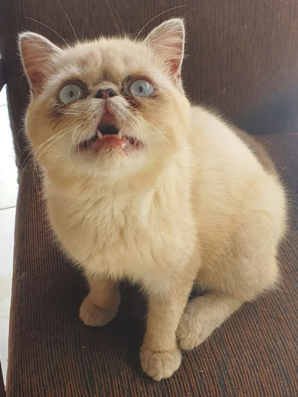 Gato persa himalaio*Exótico*