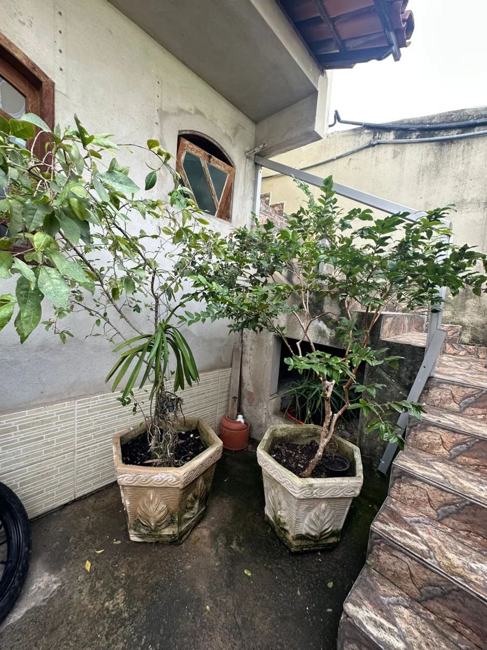 Pé de Jabuticaba e Acerola  - Foto 2