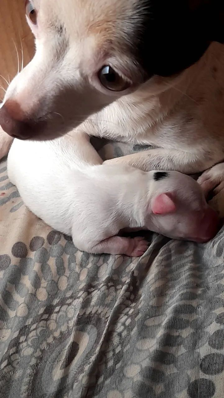 Filhotes de pinscher zero