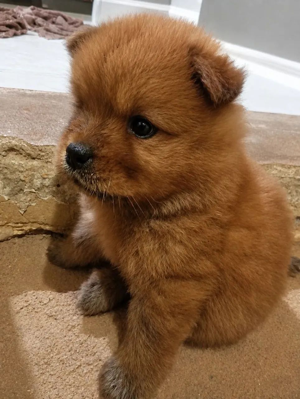 Filhotes de Chow Chow  - Foto 4
