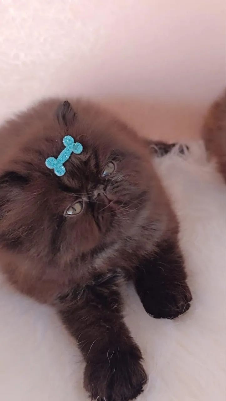 Persa macho - Foto 2