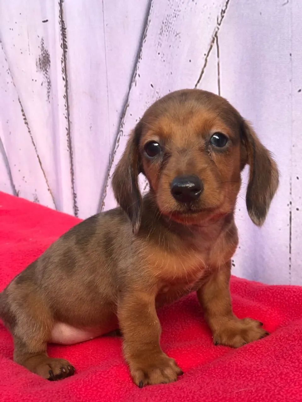 Dachshund 