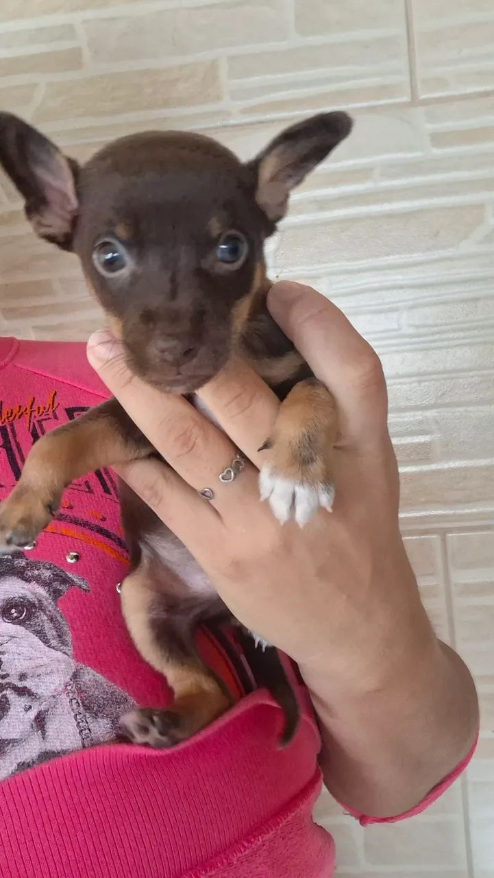 Pinscher n1 Macho - Foto 2