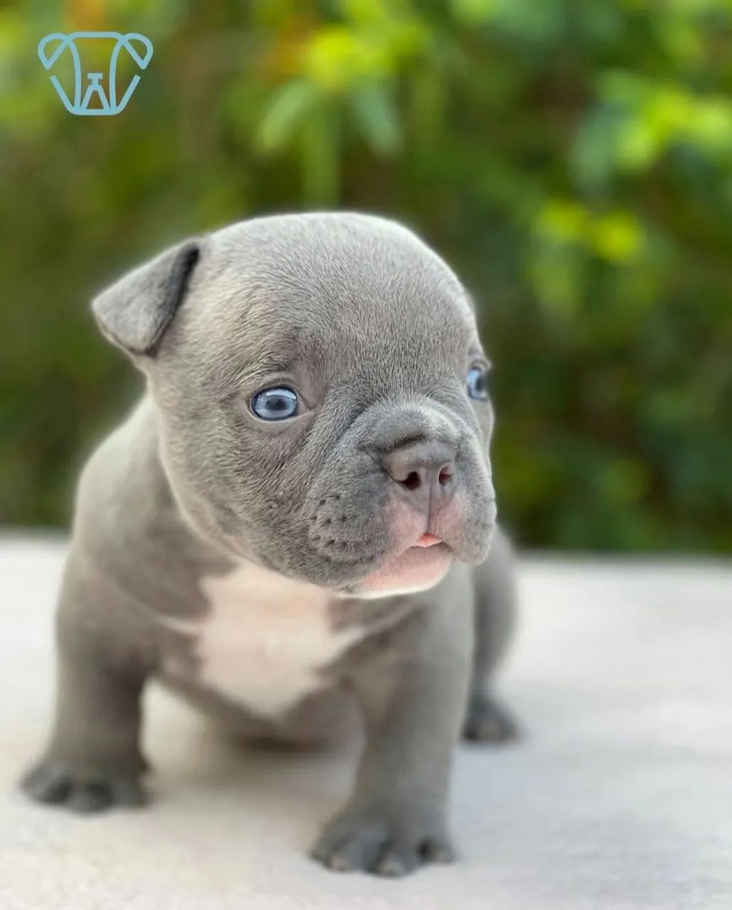 Filhote American Bully Blue - Foto 3