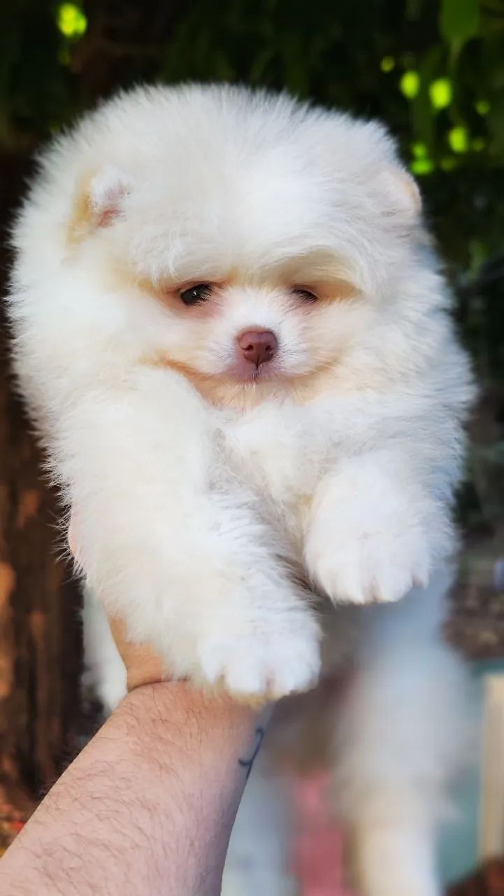 Spitz alemão anão  - Foto 4