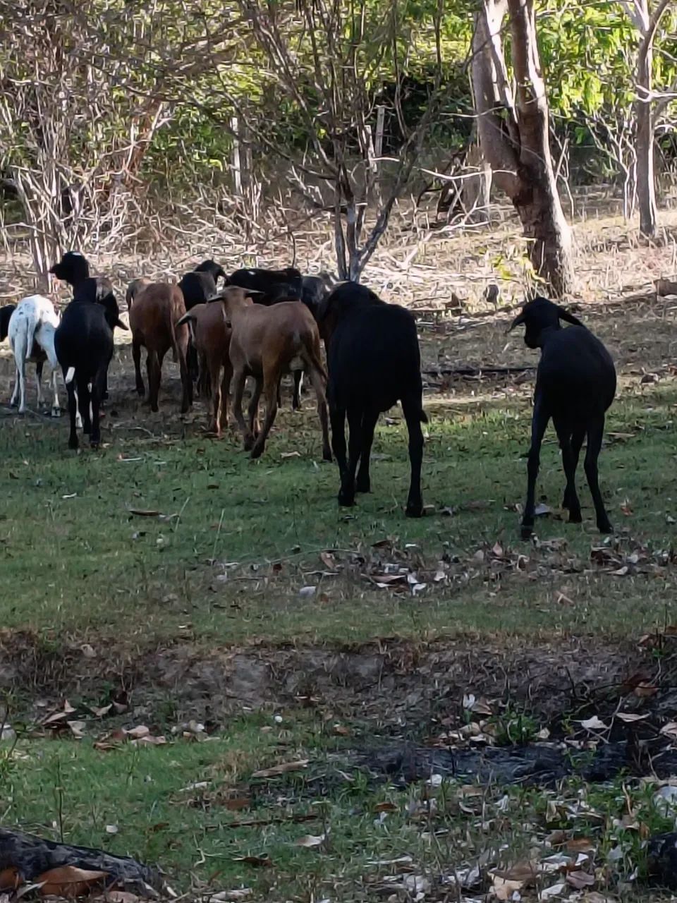 Caneiro Rinder Caneiro p reprodutor santo ines - Animais para agropecuária - Caçari ...