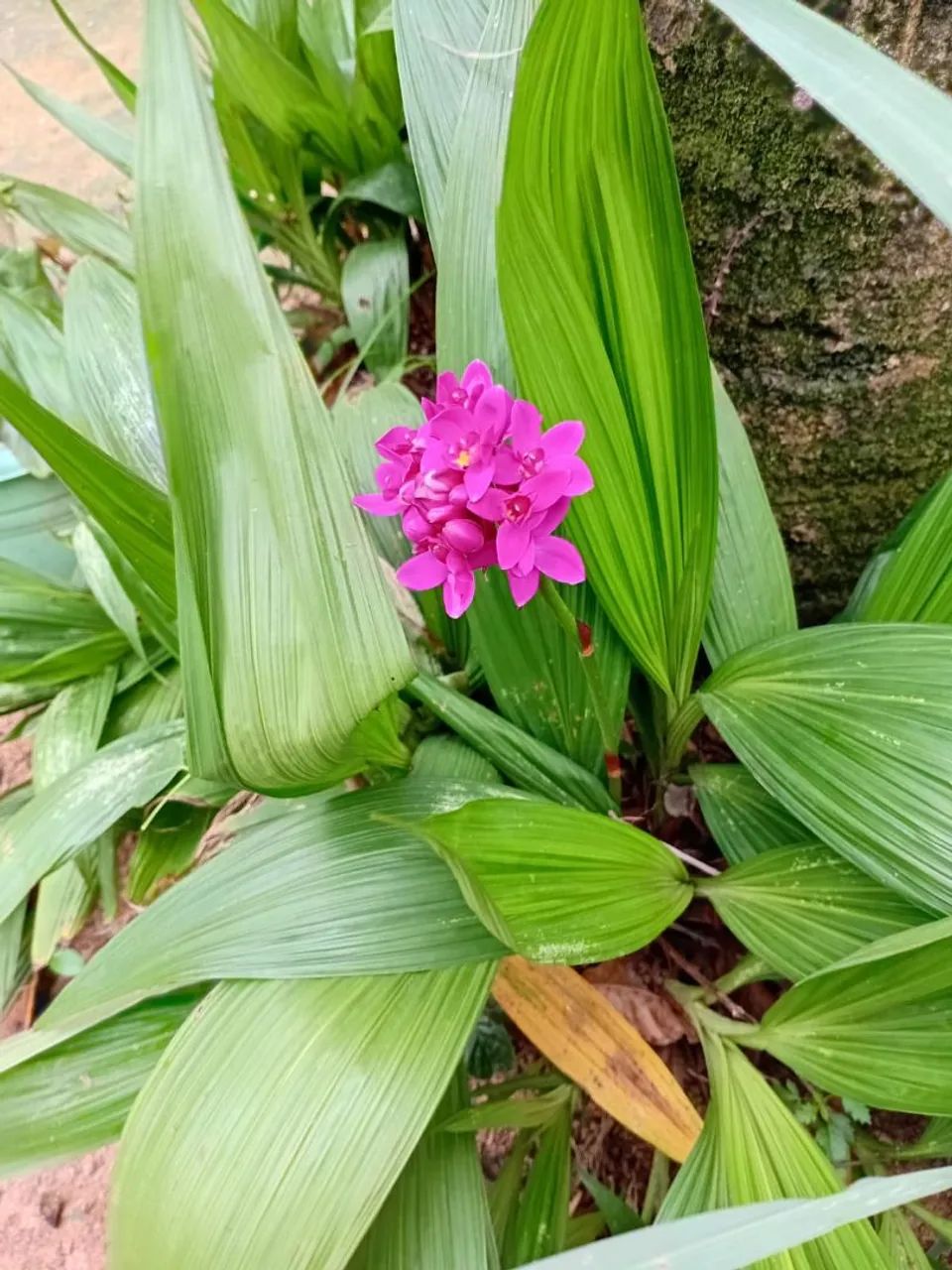 Orquedea grapete 3 mudas 