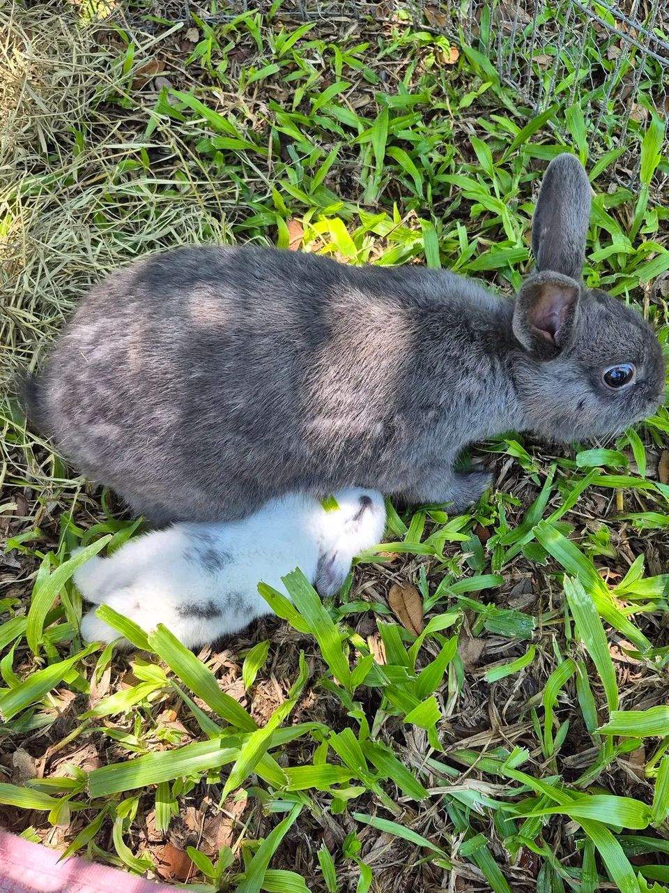 Vendo filhotes de coelho  - Foto 3