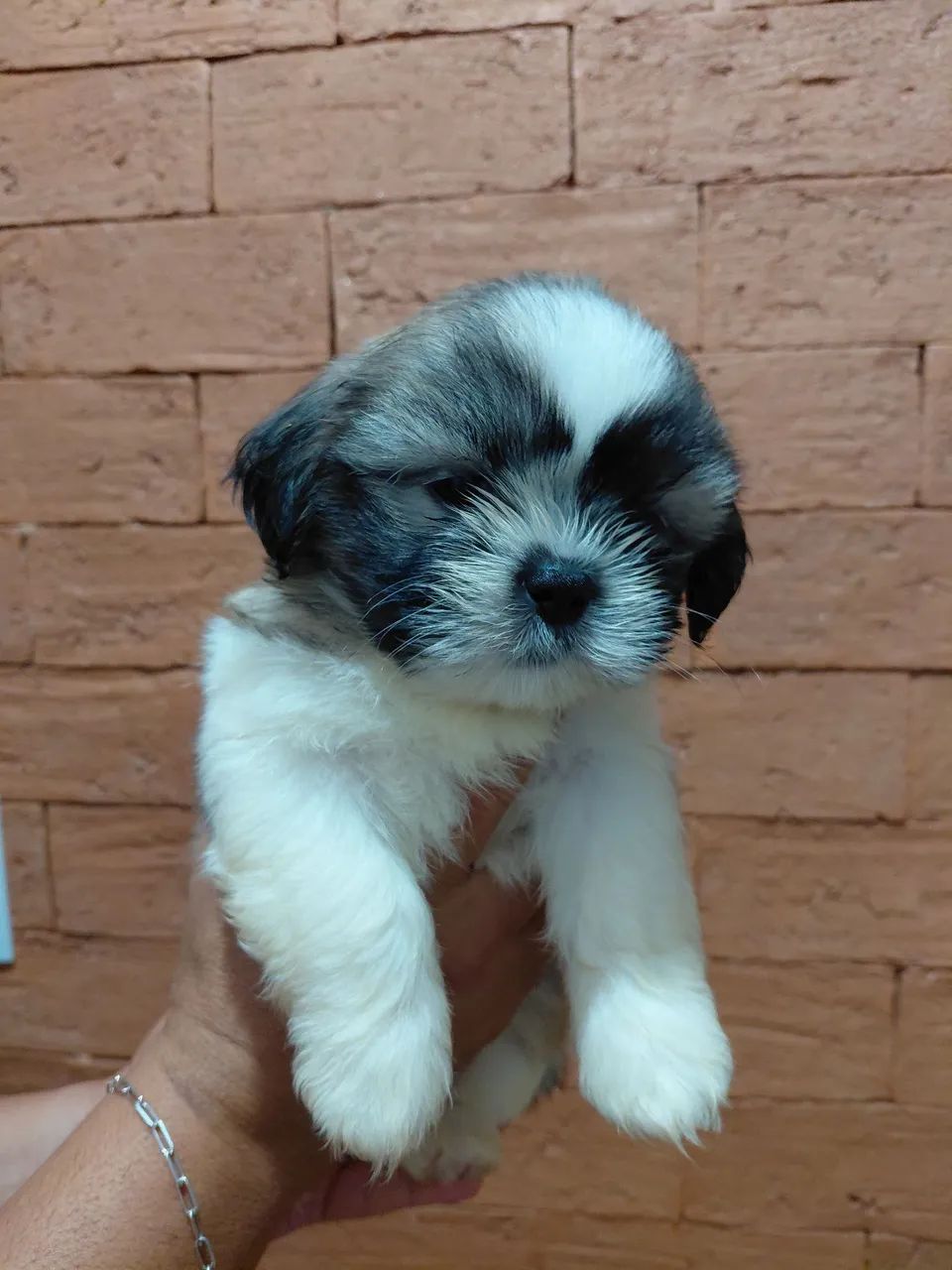 Shitzu macho disponível  - Foto 2
