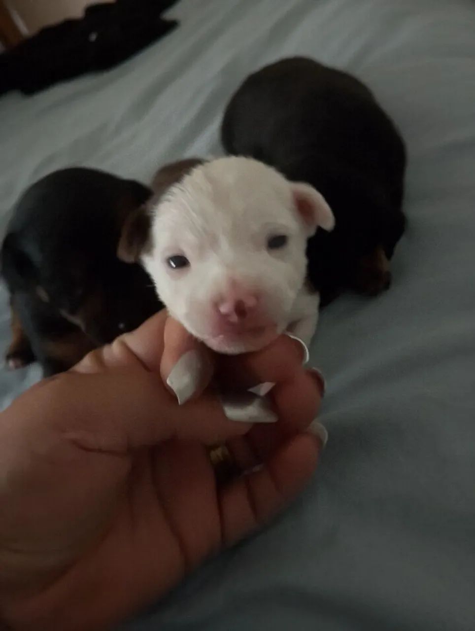 Pinscher 