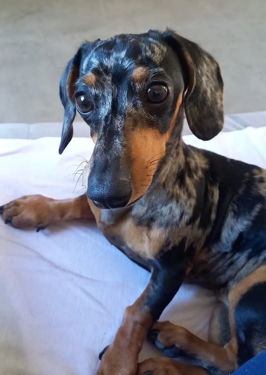 Busco macho de Dachshund para cruzar - Foto 3
