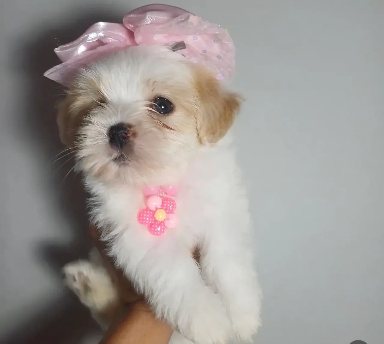 Cachorro