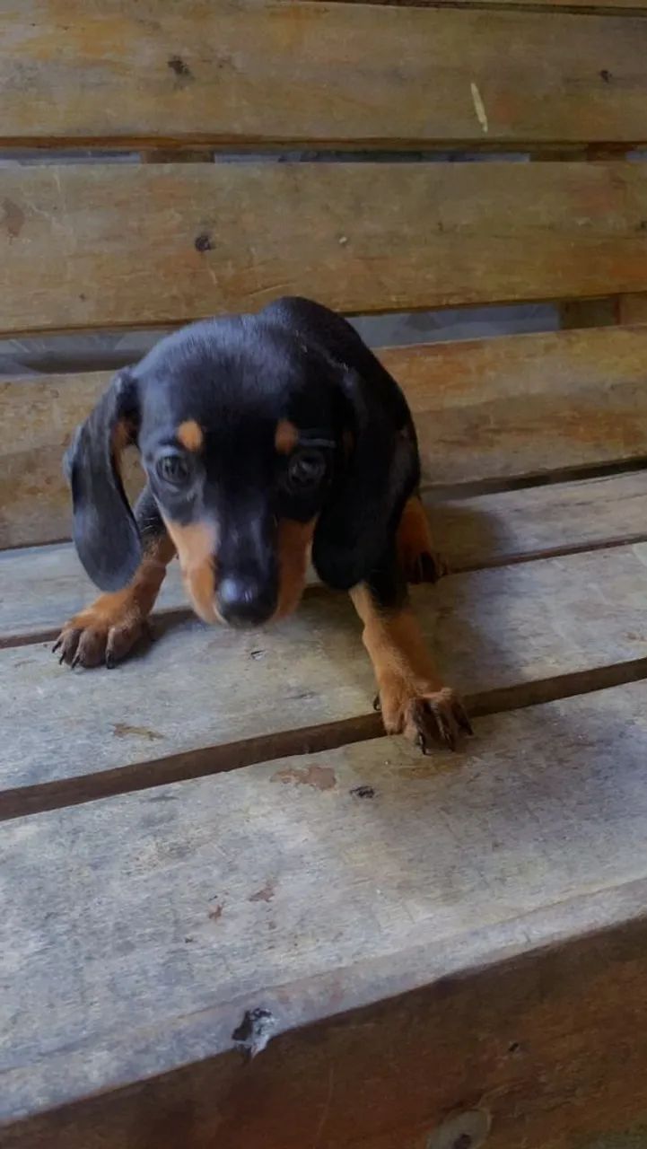 Dachshund  - Foto 3