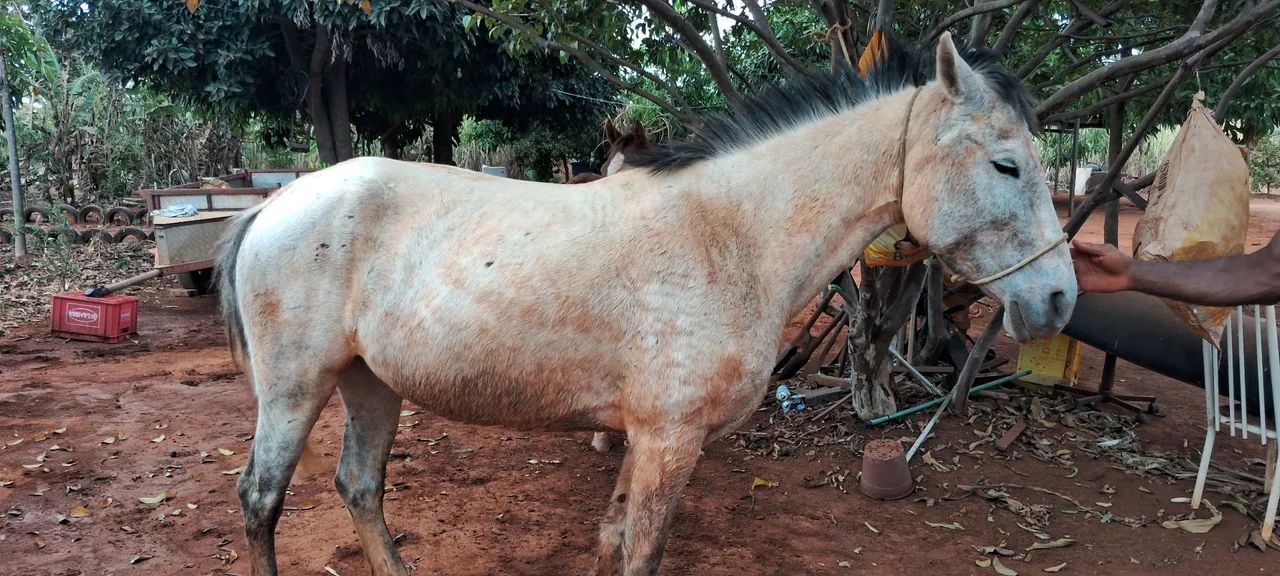 Égua mangalarga