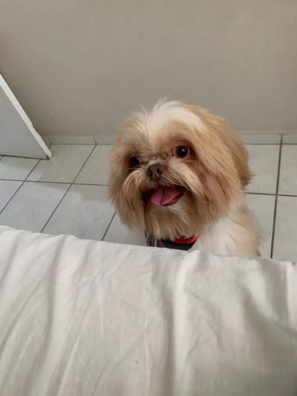 Shihtzu pra cruzar - Foto 4