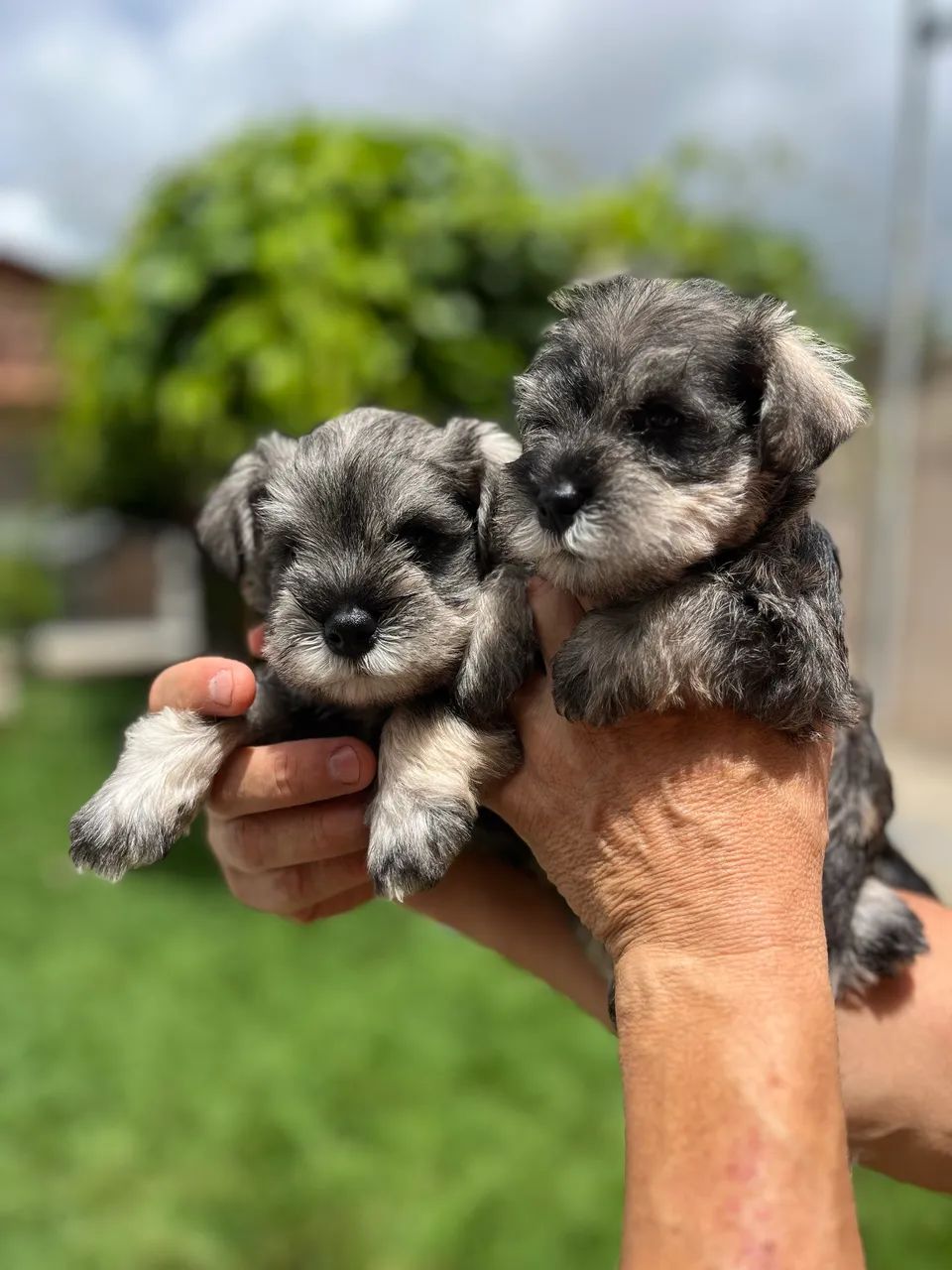 FILHOTES DE SCHNAUZER - SAL E PIMENTA - Cachorros - Pedro Canário ...