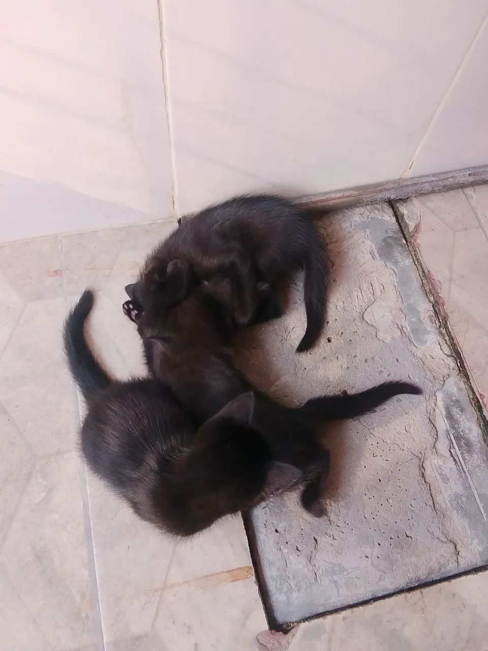 Adoção responsável  - Foto 4