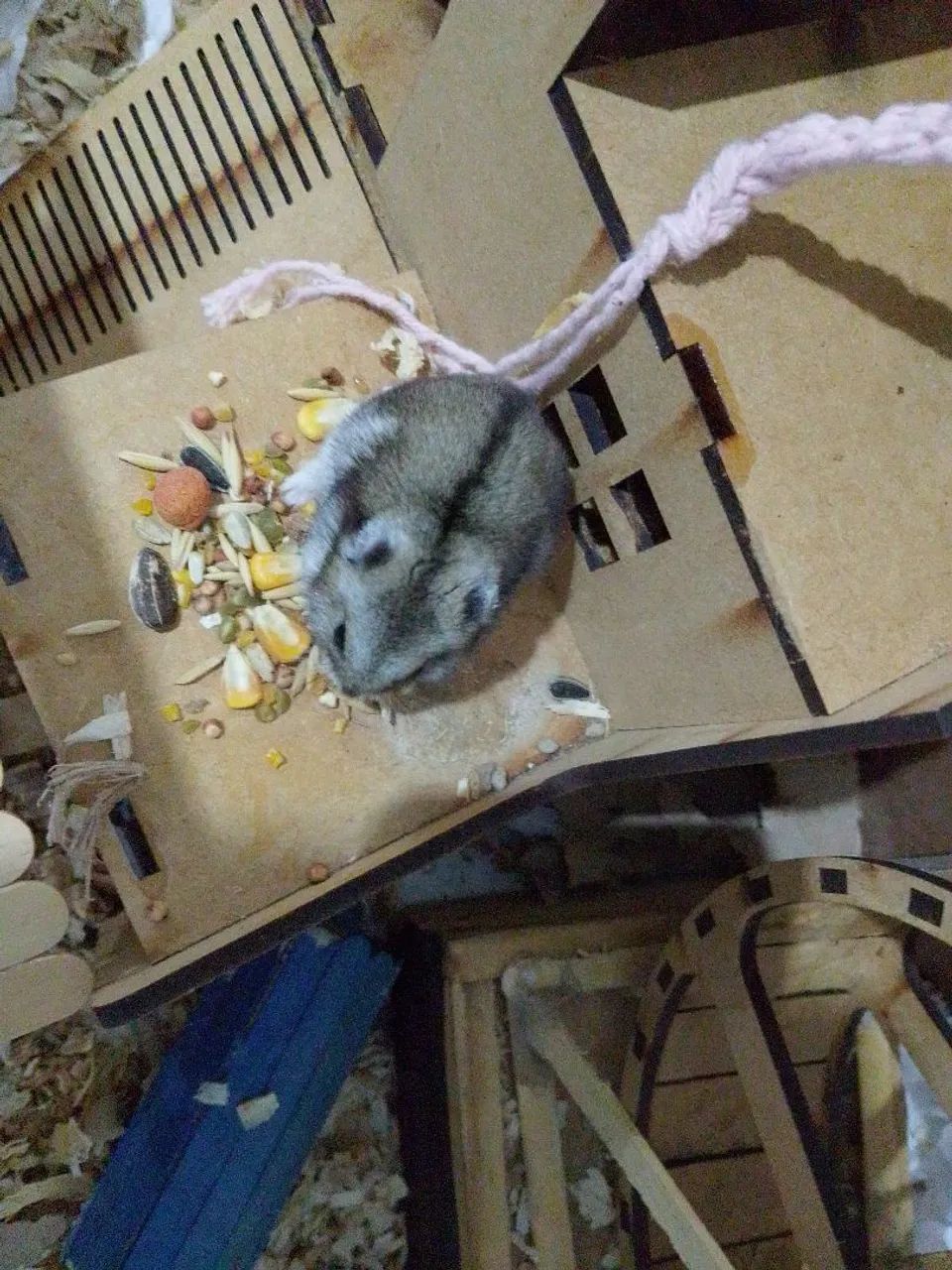 Hamster russo anão 