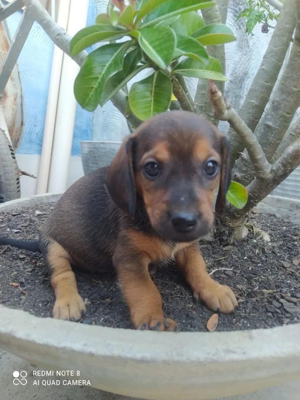 filhotes de salsicha - dachshund  - Foto 4