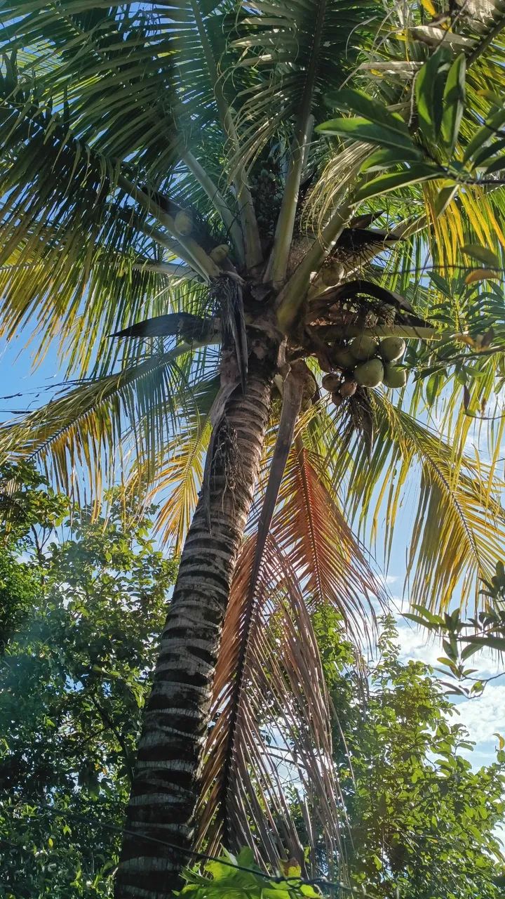 Vendo ou troco com volta  - Foto 3