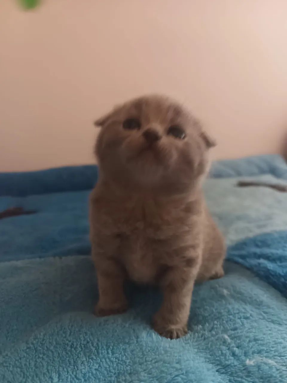 Scottish fold o gato da orelha dobrada  - Foto 2