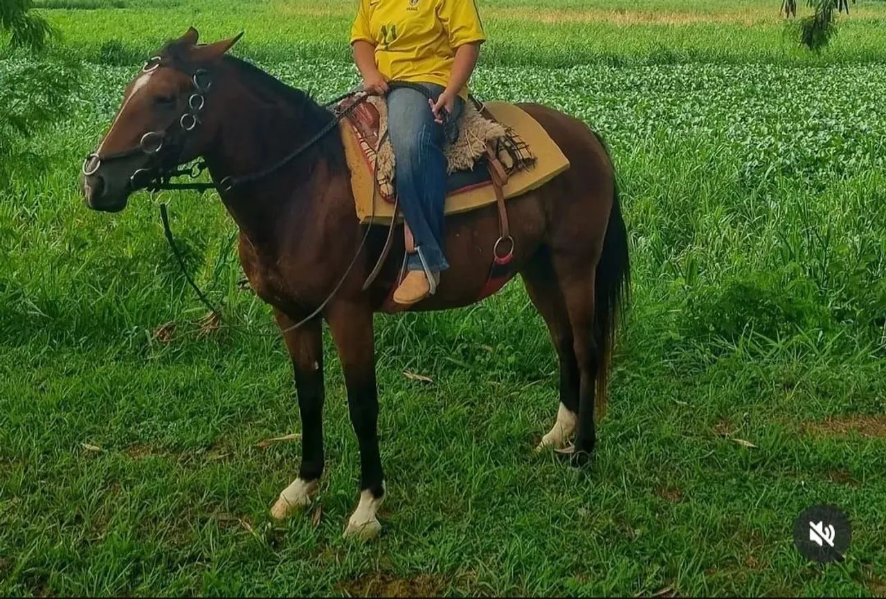 Vendo egua criola