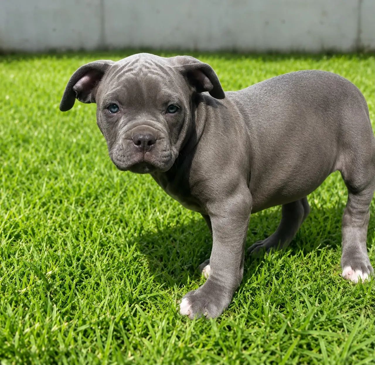 American bully - Foto 5
