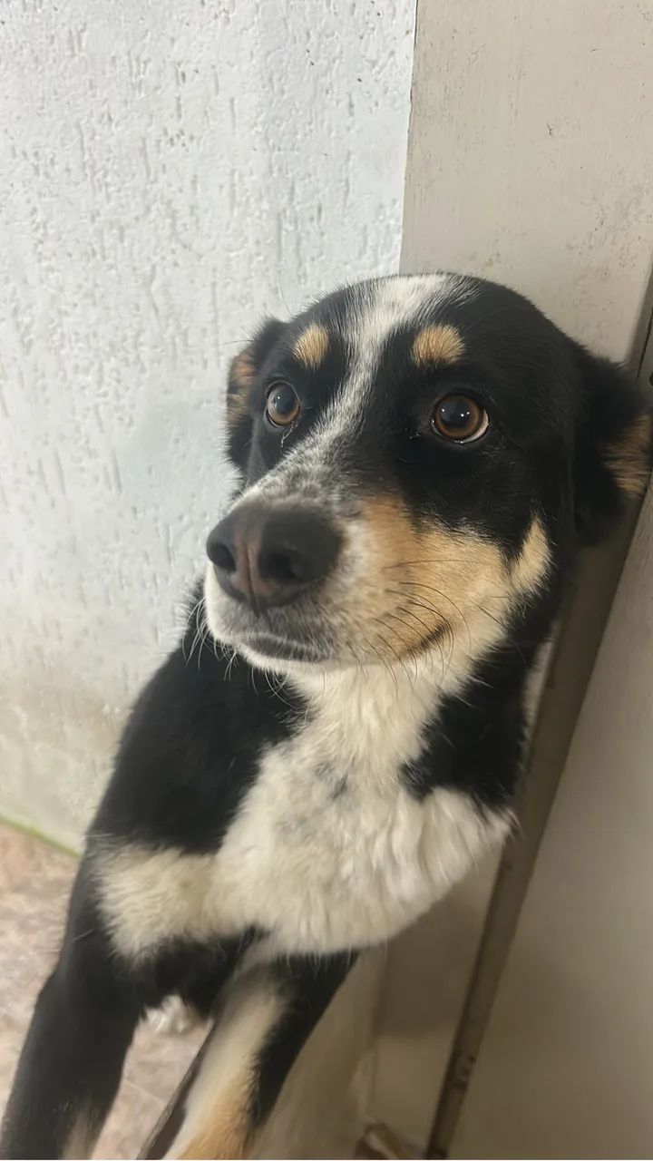 Doa-se cachorrinha  - Foto 2