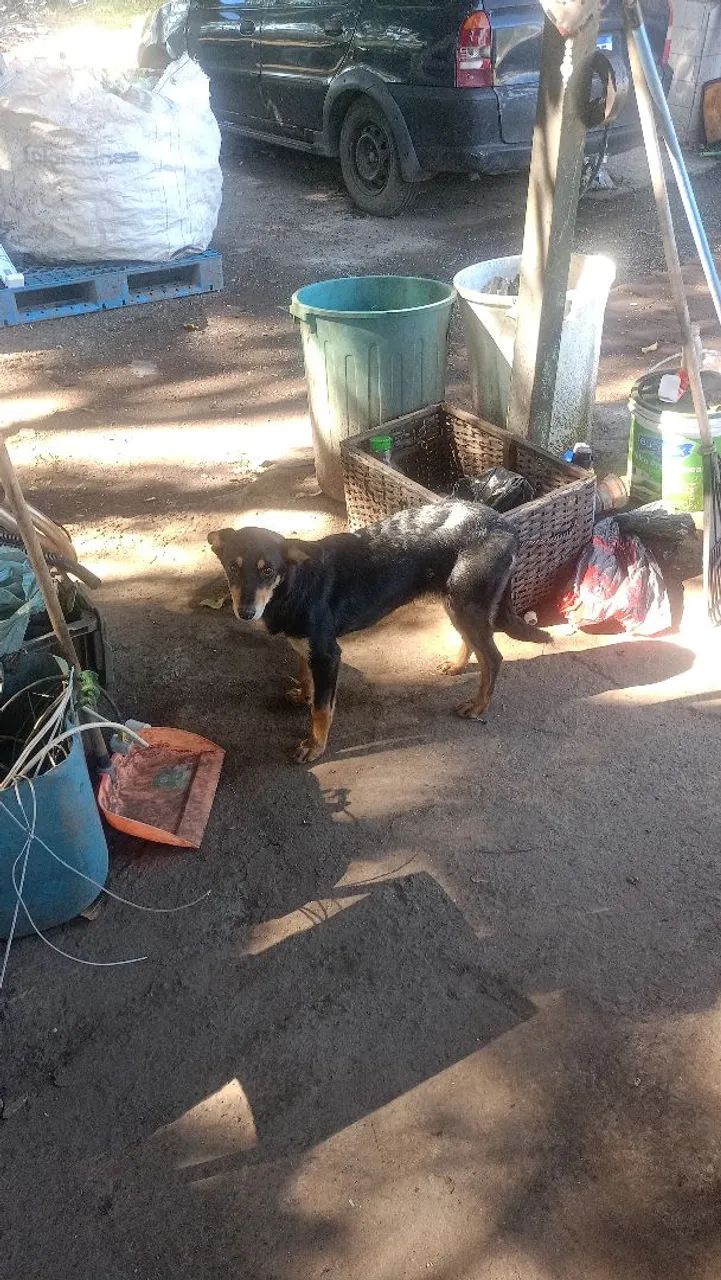 Cachorro para doação  - Foto 2