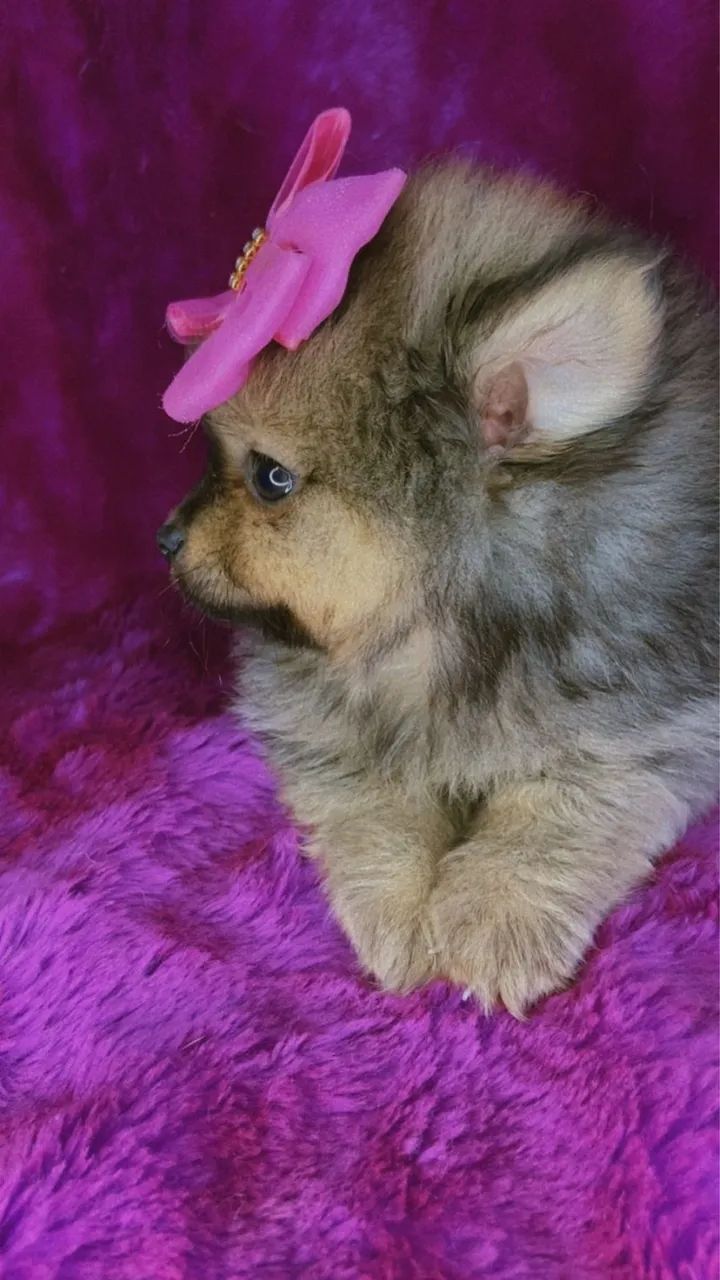 Spitz anao com 60 dias vermifugado 