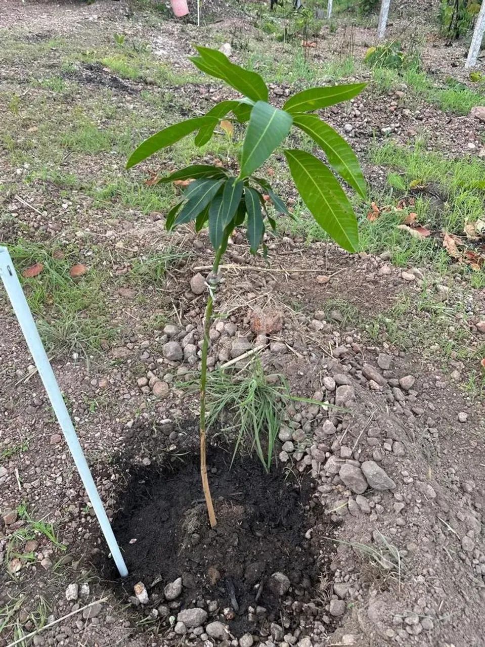 TERRENO GRANDE - 7.080M2 - CERCADO - Foto 5