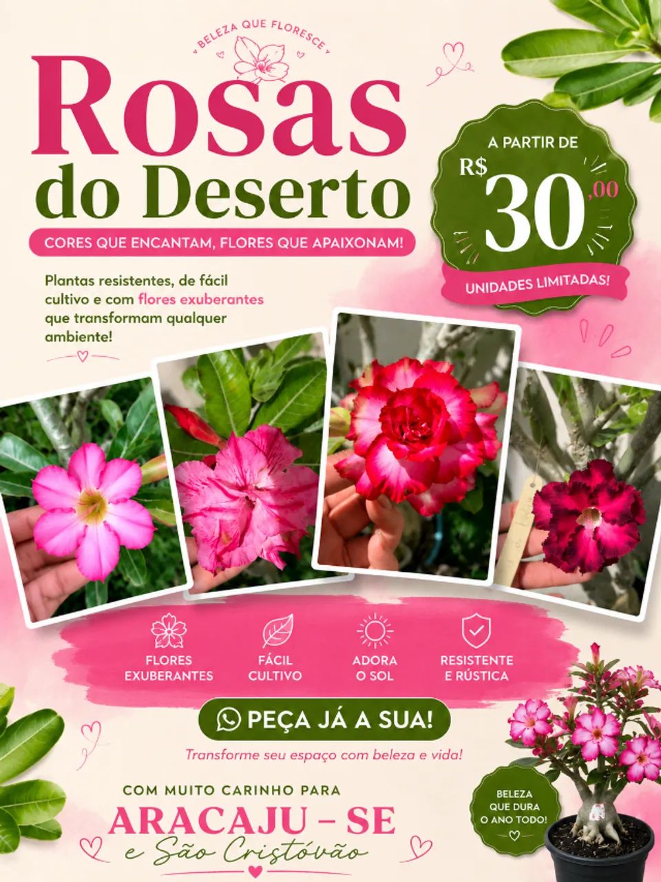 rosa do deserto