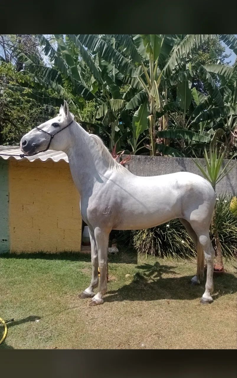Égua Mangalarga Marchador - Cavalo - Foto 4