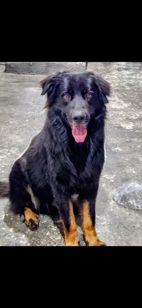 Doação/adoção responsável de cachorro  - Foto 3