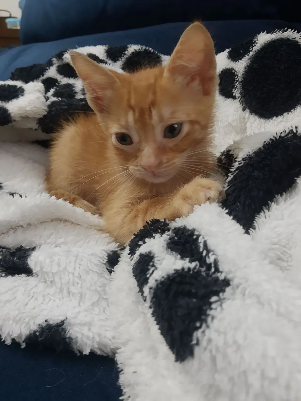 Doação de gato  - Foto 5