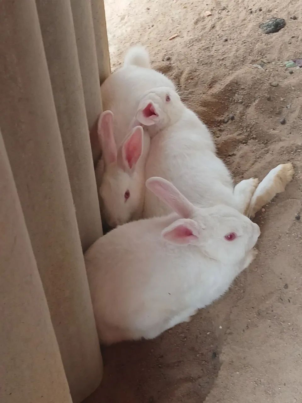 Coelhos ?  - Foto 5