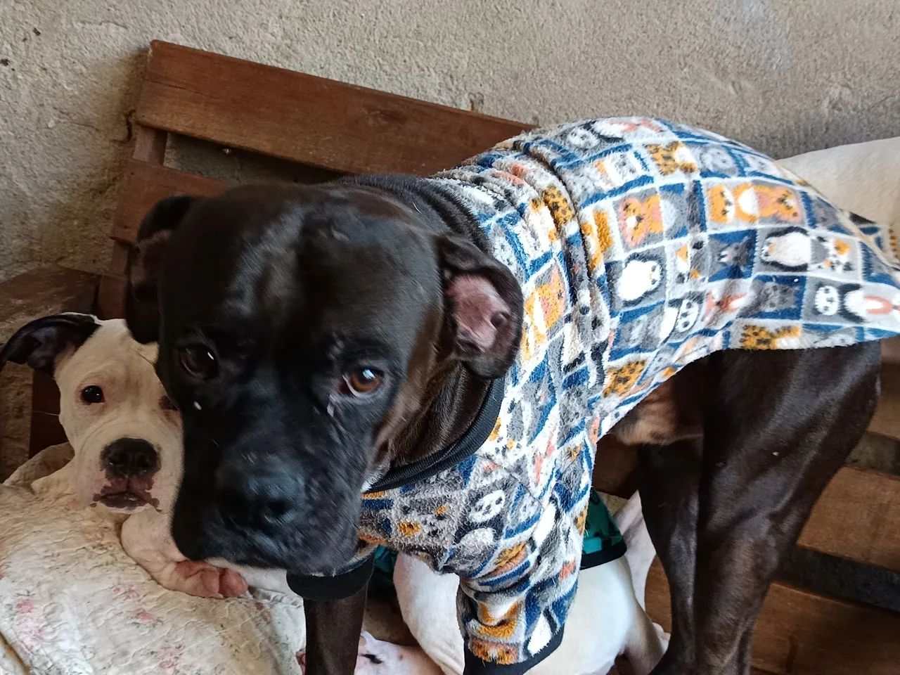 Doação de boxer - Foto 3