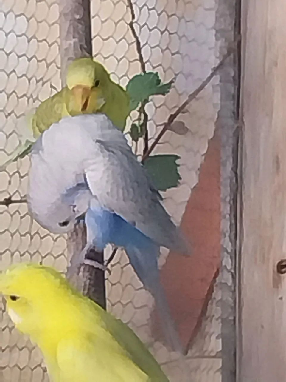 Gaiola Top - Foto 3