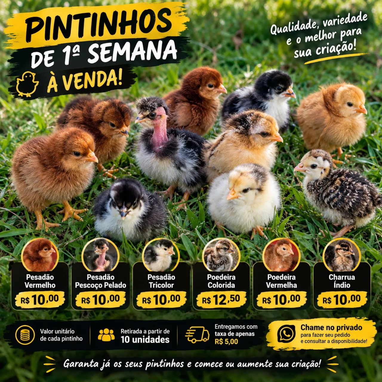 Pintinho 