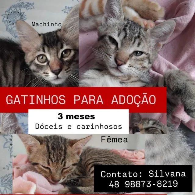 Gatinhos para adoção
