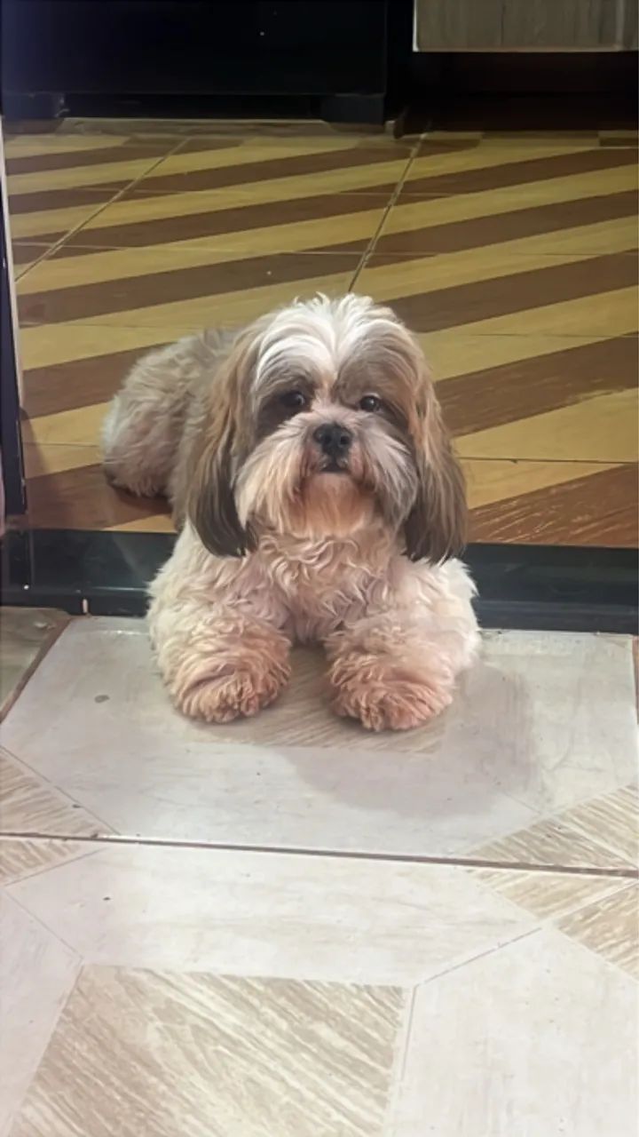 Shih Tzu  - Foto 5