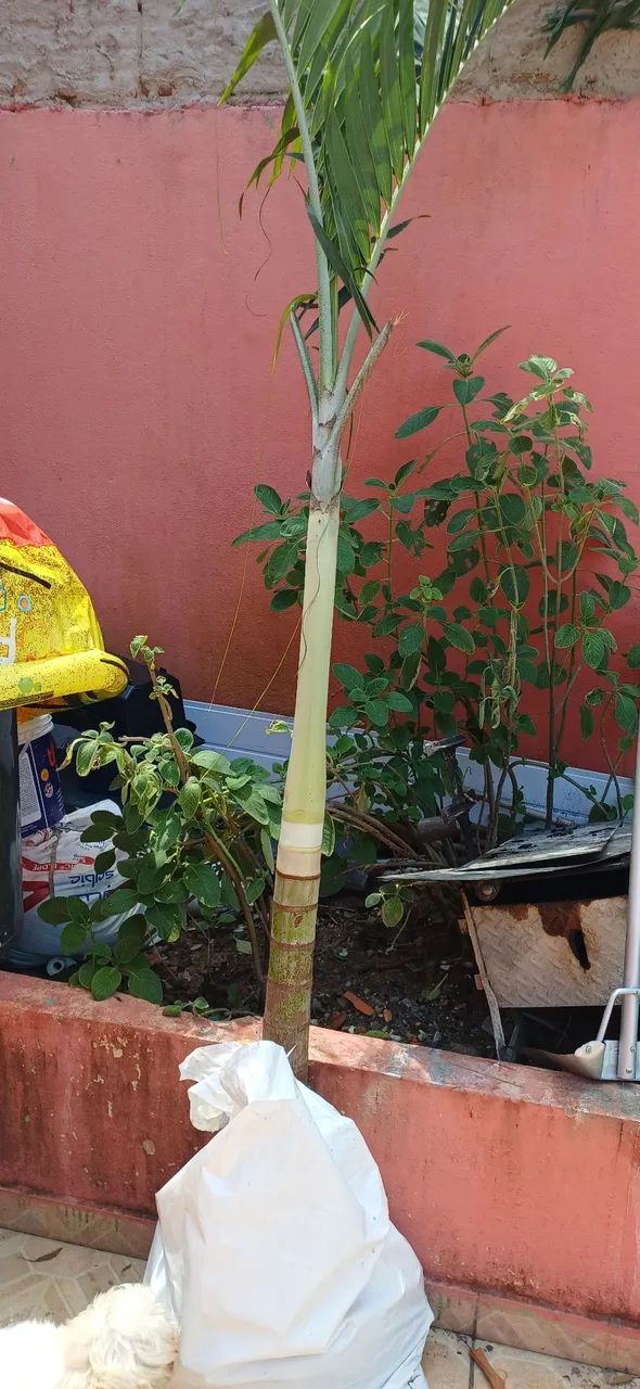 Vendo 2 árvore imperial 