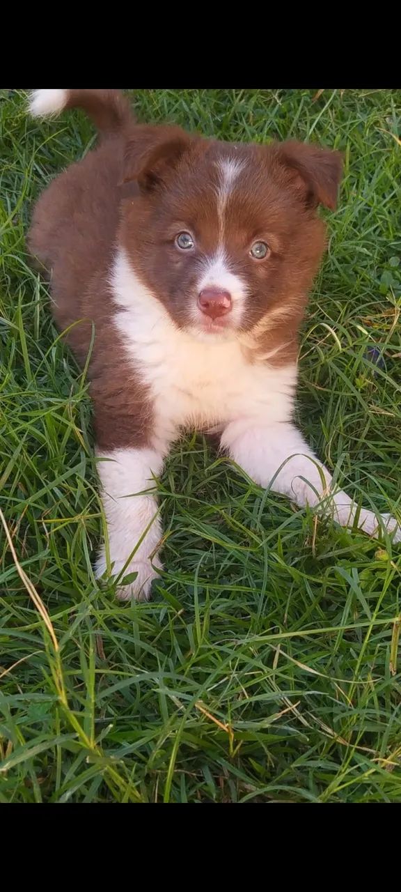 Cachooro - Foto 2