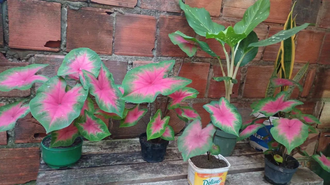 Planta  - Foto 2