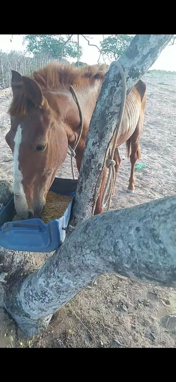 Cavalo mando de carroça cultivador e de sela 