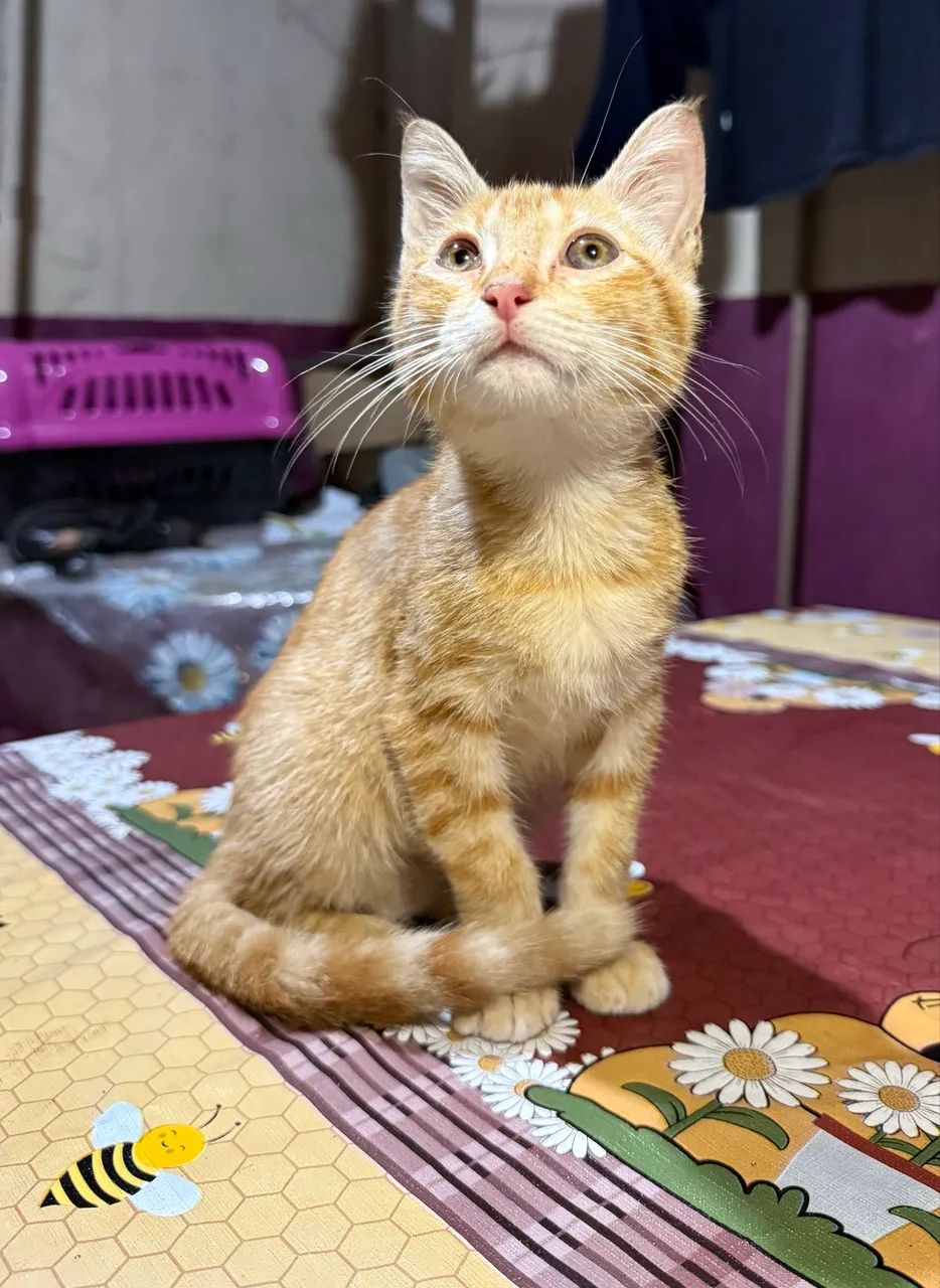 ADOÇÃO DE GATINHOS - Foto 4