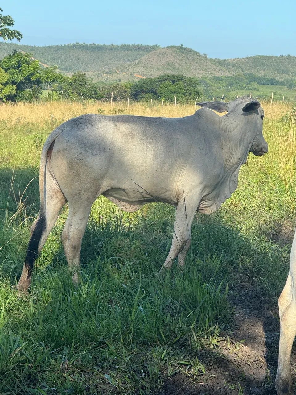 Novilha Nelore  - Foto 2